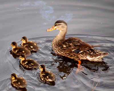 [Mother mallard swimming toward the left with all five of her ducklings swimming in a group on her left side. ]